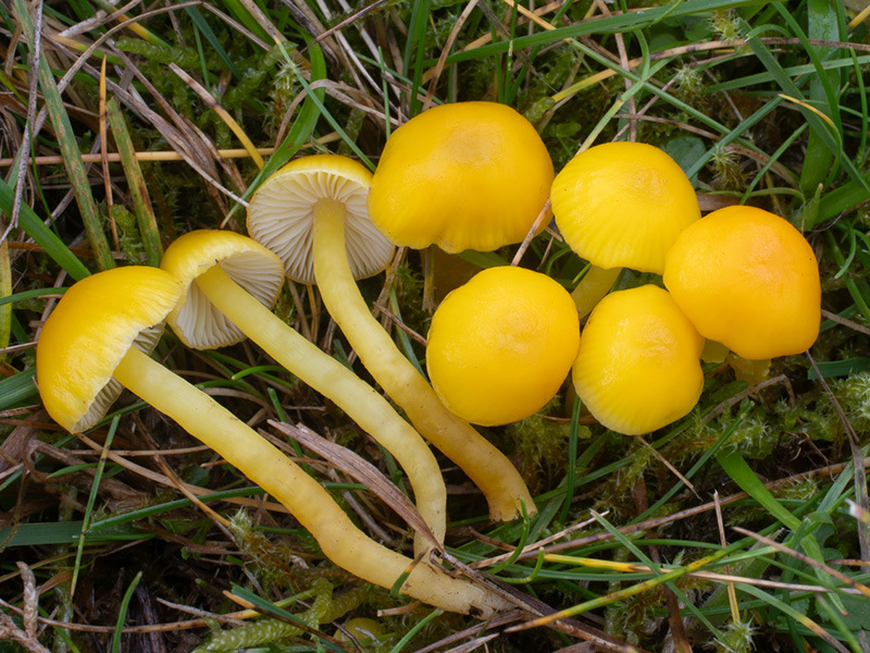 Hygrocybe ceracea